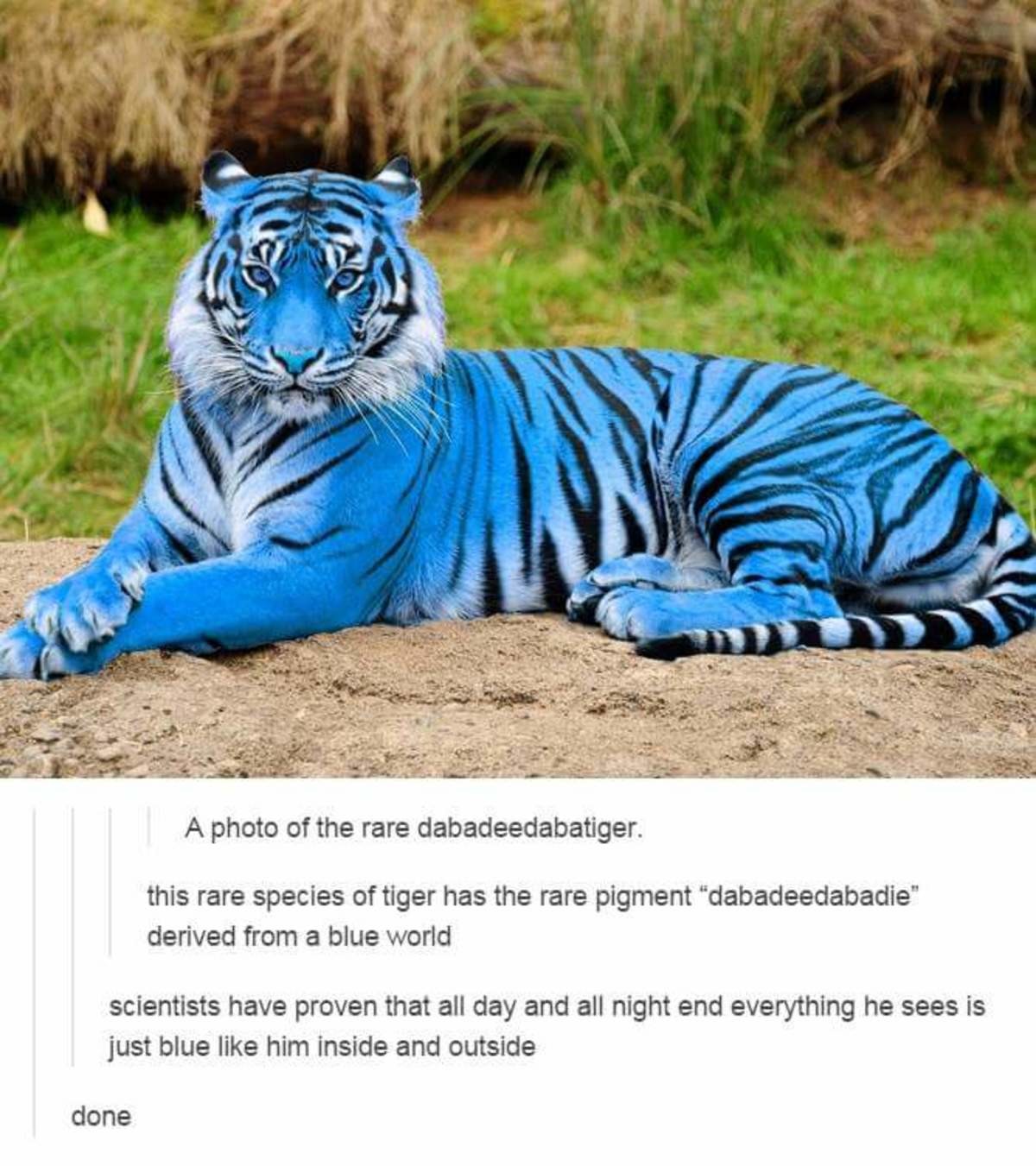 Тигр голубого цвета